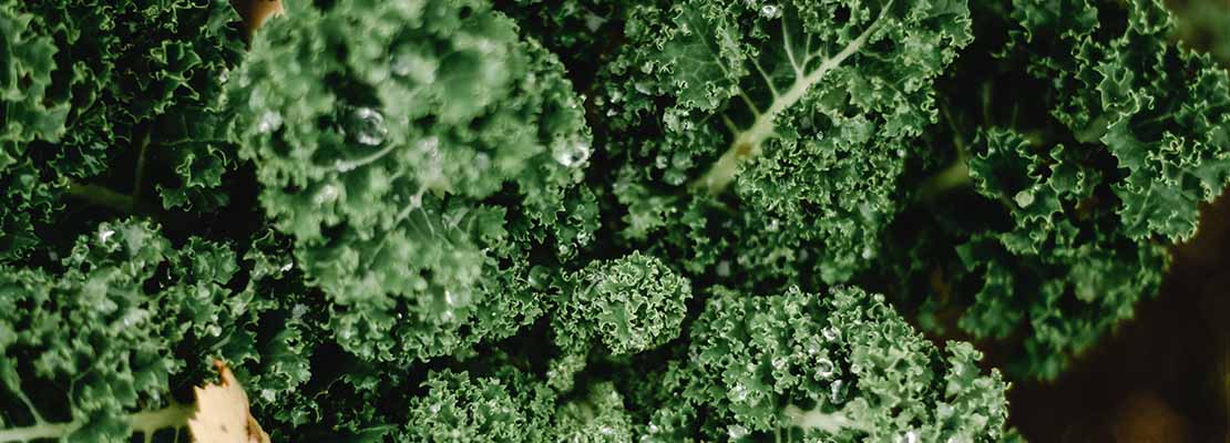 Quels sont les bienfaits du Chou Kale ?